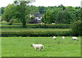 Sheep near Cottage Farm