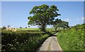 Oak by the lane to Lana