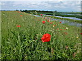 TL4583 : Poppies on the bank - The Ouse Washes near Mepal by Richard Humphrey