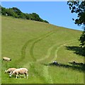 SX8055 : Hillside pasture east of Coomery by Robin Stott