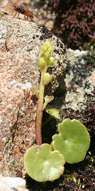 Navelwort (Umbilicus rupestris)