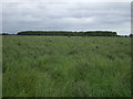 Farmland and woodland