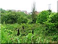 Overgrown allotment gardens