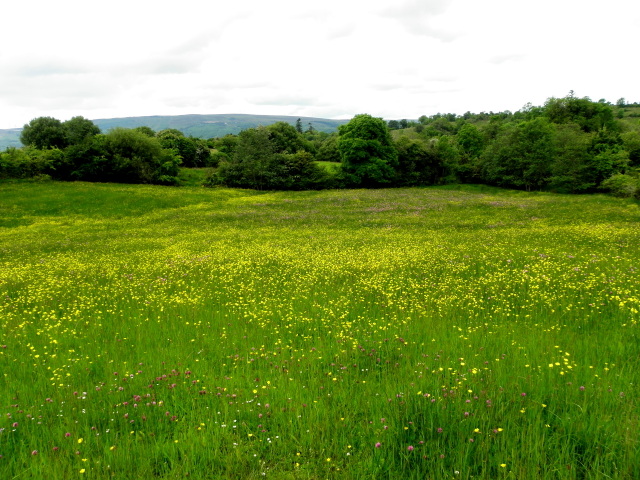 Field with buttercups, Cavan
