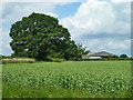 Field and barn, Grove Farm