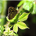 TM3295 : Butterfly on bramble leaf by Evelyn Simak