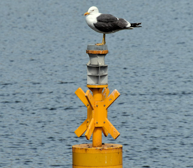 Lesser black-backed gull, Belfast harbour (June 2014)