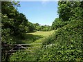 Meadow by the John Musgrave Heritage Trail