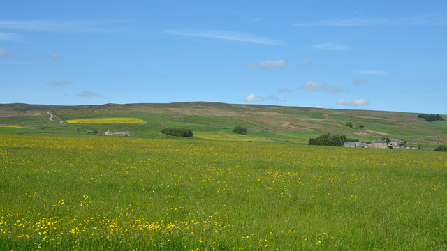 Field with buttercups in East Allendale near to Pry Hill