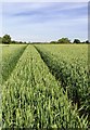 Wheat field by the footpath