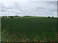 Crop field, Weathercock Hill Farm