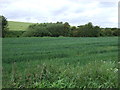 Crop field, Leyland Green