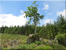 NN2501 : Rowan tree growing from an erratic in Coilessan Glen by John Ferguson