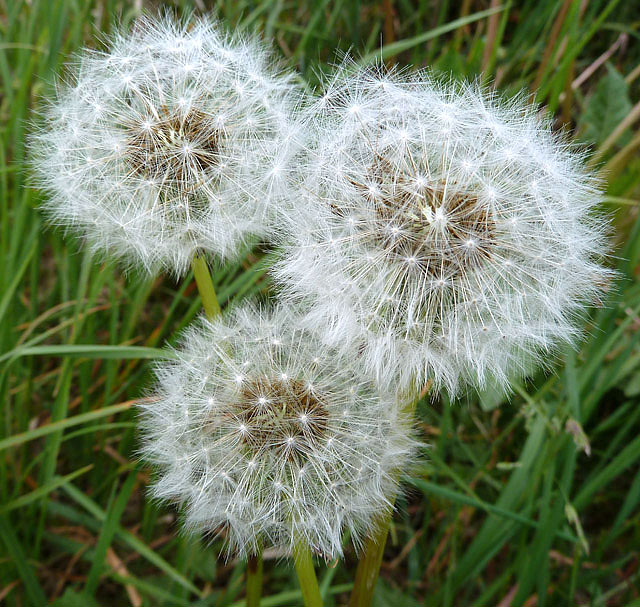 Dandelion clocks at Inverboyndie © Walter Baxter cc-by-sa/2.0 ...