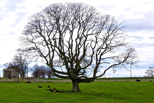 Lone Tree, near Rokeby