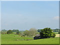 Fields and shed