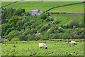 Across valley of Sinderhope Burn