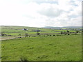 Agricultural fields