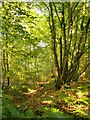 Hornbeams in Hoddesdonpark Wood