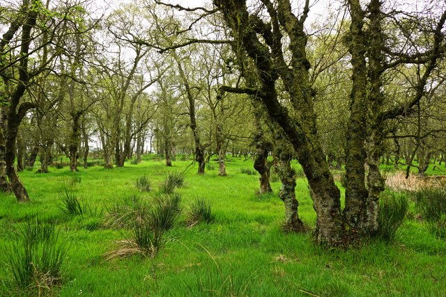 Marshy Woodland, Eston Moor