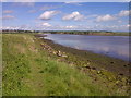 Coquet Estuary