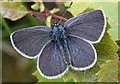 NJ3265 : Small Blue Butterfly (Cupido minimus) by Anne Burgess