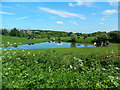 Cattle, pasture and pond, near Glen Village, Falkirk