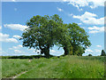 Hedgerow trees