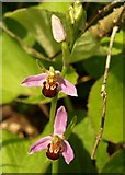 SX9066 : Bee Orchid, Nightingale Park by Derek Harper