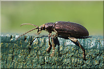 HP6008 : The chrysomelid beetle Plateumaris discolor, Baltasound by Mike Pennington