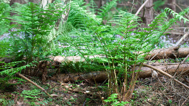 Ferns in the woodland