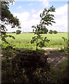 Fields west of Honeypot Wood