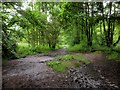 Footpath in Walletts Wood