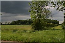 SE8718 : Summer greens: hedgerow leading towards Coleby Wood by Chris