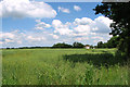 Oilseed rape crop north of Wendling Road