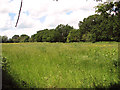 Meadow beside Chapel Road