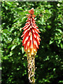 TF9415 : Red hot poker plant flowering in Chapel Road by Evelyn Simak