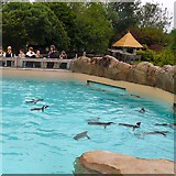 SD3335 : Penguin pool at Blackpool Zoo by Gerald England