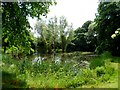 TL5108 : Pond near Magdalen Laver church by Bikeboy