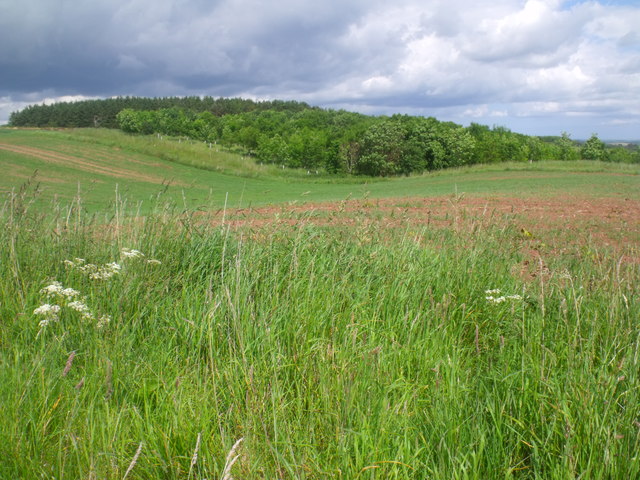 Re-entrant entering wood above Mindrum,... © ian shiell :: Geograph ...