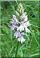 SE8675 : Heath Spotted Orchid (Dactylorhiza maculata) by Pauline E