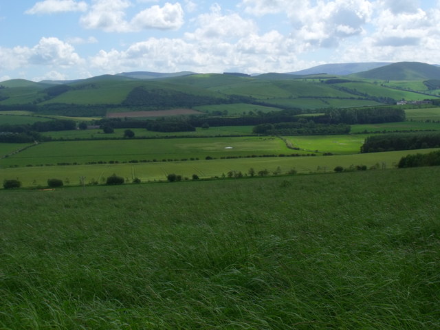 Silage crop above Mindrum, Northumberland