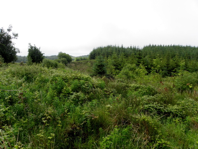 Forest at Tullaghans