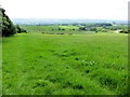 Grassland near Birdy Brow