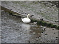 Swans in River Orwell