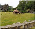 Camels at Blackpool Zoo