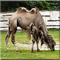 Camel at Blackpool Zoo