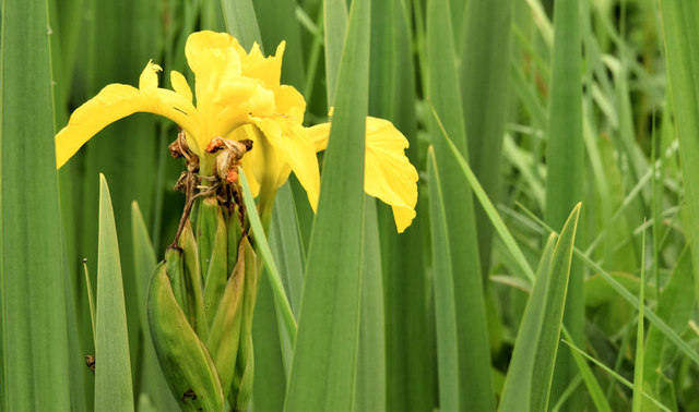 Yellow (flag) iris, Helen's Bay - June 2014(2)