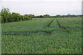 TL3268 : Wheat field near Fenstanton by Bill Boaden