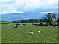 Field with sheep at Carleton